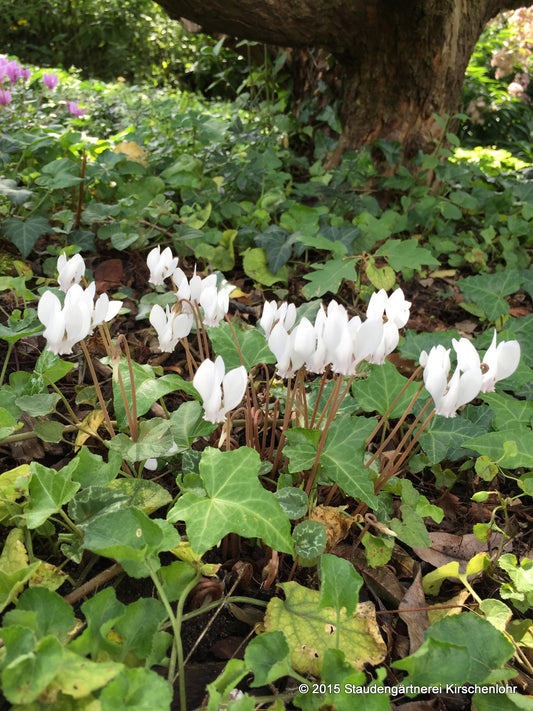 Cyclamen hederifolium 'Album'