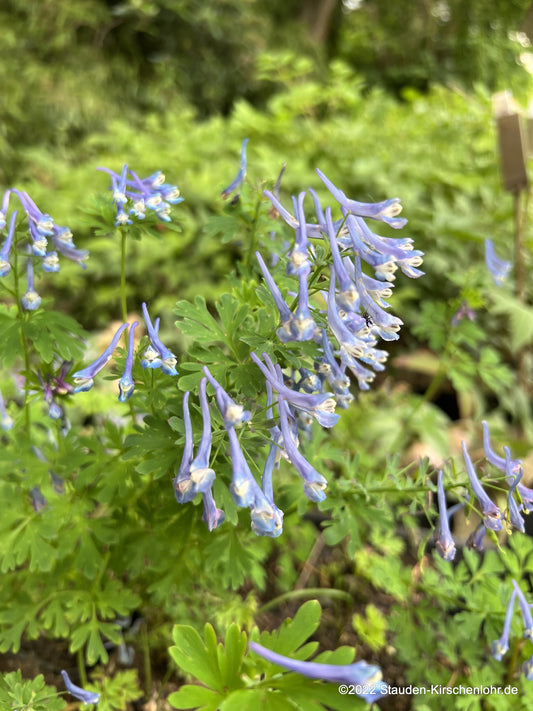Corydalis 'Spinners'