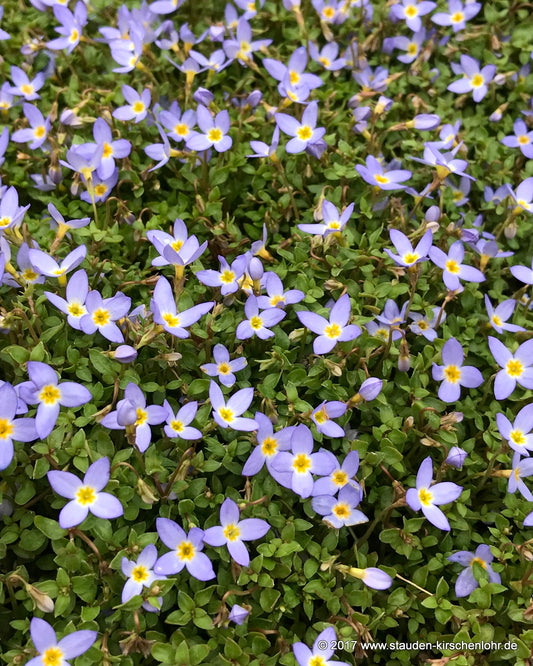Houstonia caerulea 'Millard'