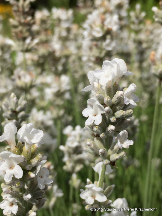 Lavandula angustifolia 'Diamant' veg.