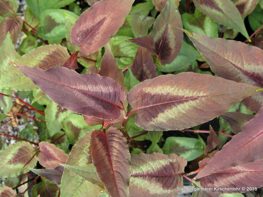 Persicaria microcephala 'Red Dragon' ®