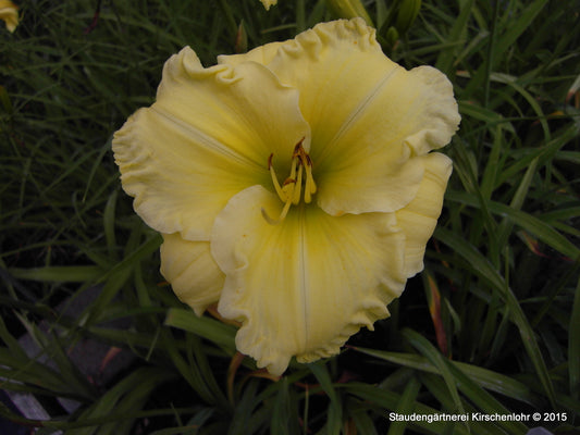 Hemerocallis 'Fontana di Roma'