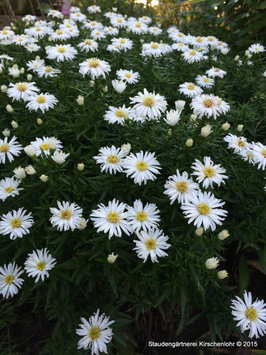 Symphyotrichum dumosum 'Kristina'