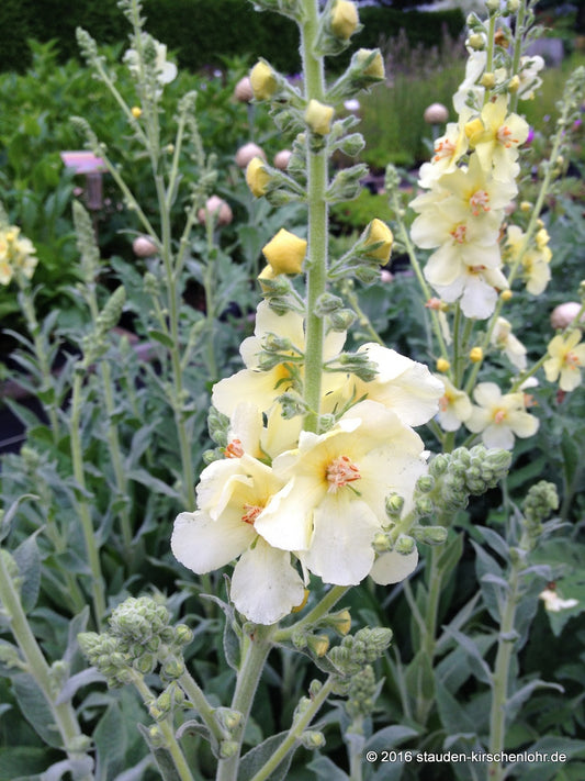 Verbascum 'Gainsborough'