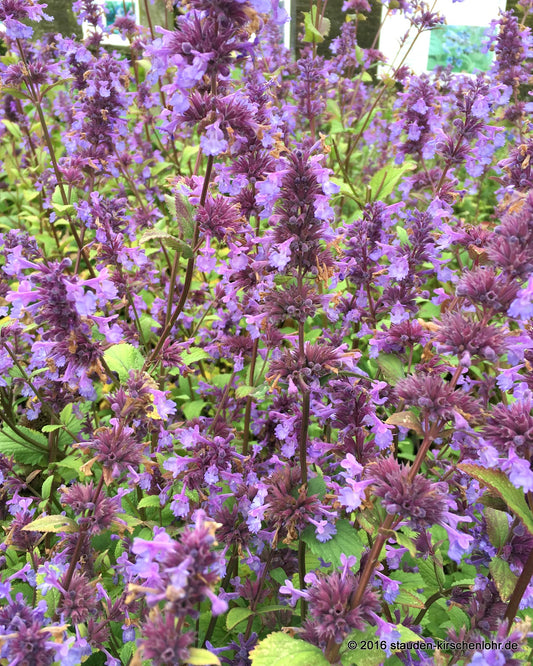 Nepeta transcaucasica 'Blue Infinity'
