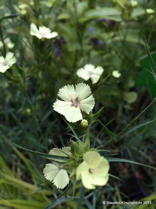Dianthus knappii