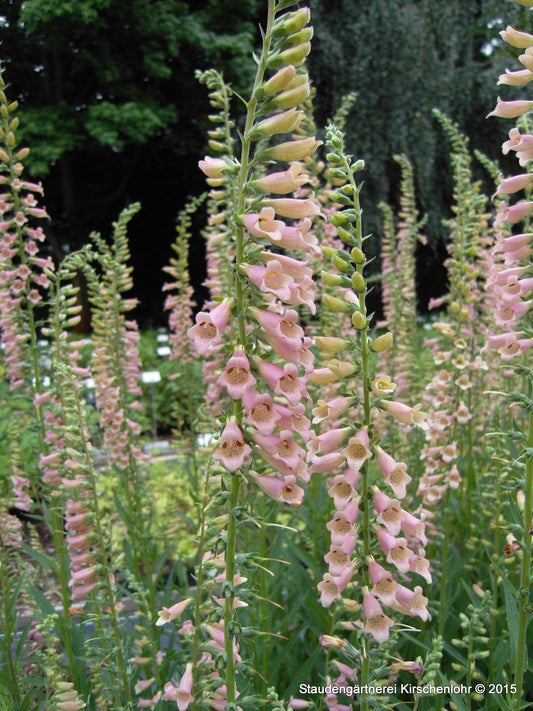 Digitalis 'Glory of Roundway'