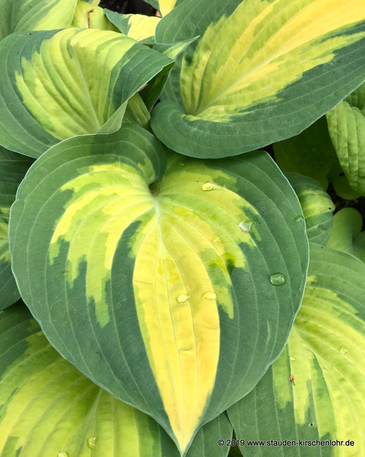 Hosta 'Forbidden Fruit' ®