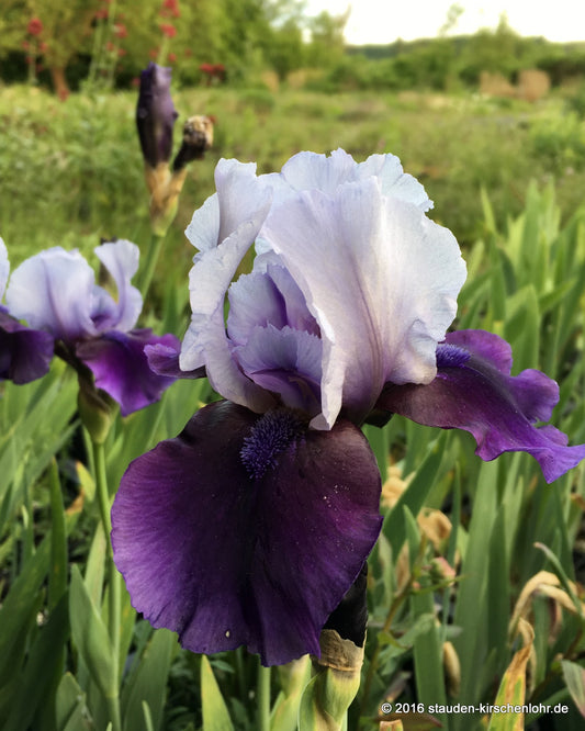 Iris barbata-media 'Hellcat'