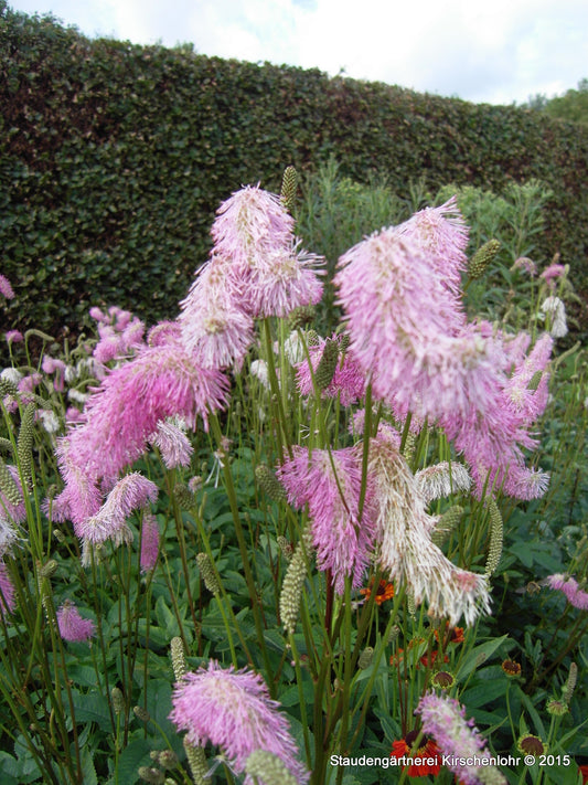 Sanguisorba 'Pink Brushes'
