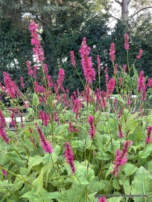 Bistorta amplexicaulis 'Speciosum'