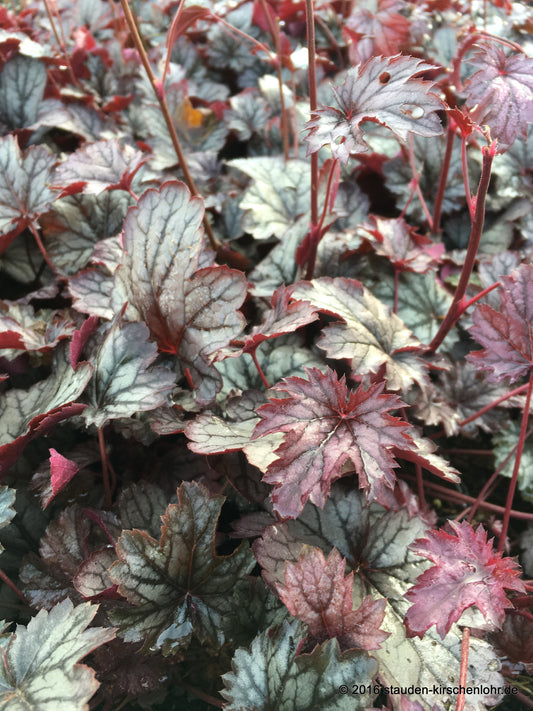 Heuchera 'Shanghai'  ®