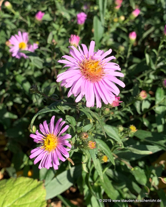 Symphyotrichum 'Glow in the Dark'