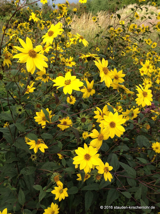Helianthus microcephalus 'Straffe Prairie Gast'