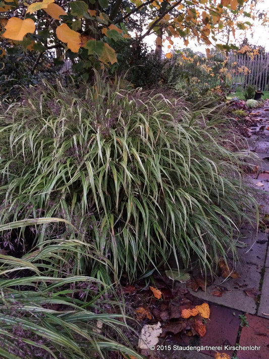 Hakonechloa macra 'Albostriata'