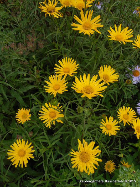 Buphthalmum salicifolium 'Dora'
