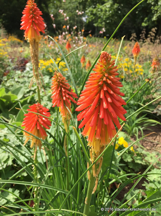 Kniphofia 'Papaya Popsicle' ®