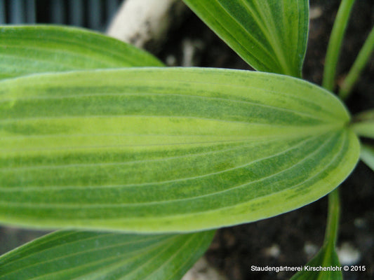 Hosta 'Hyuga Urashiro'