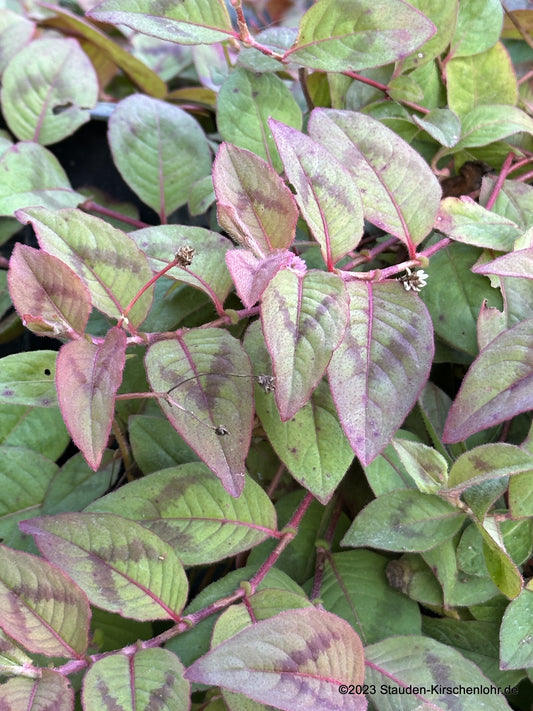 Persicaria capitata