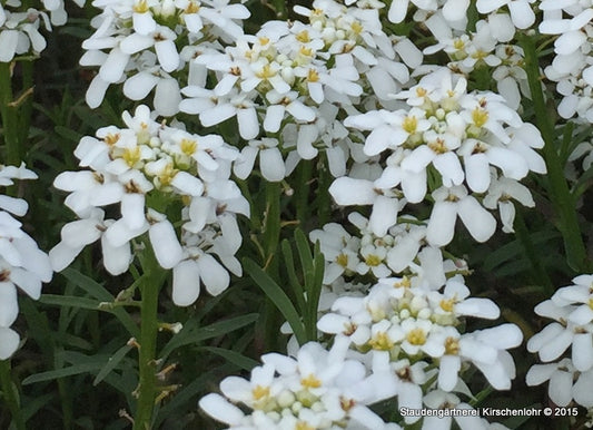 Iberis sempervirens 'Gracilis'