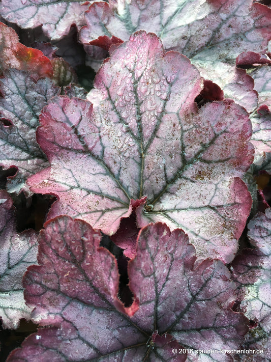 Heuchera 'Spellbound' ®