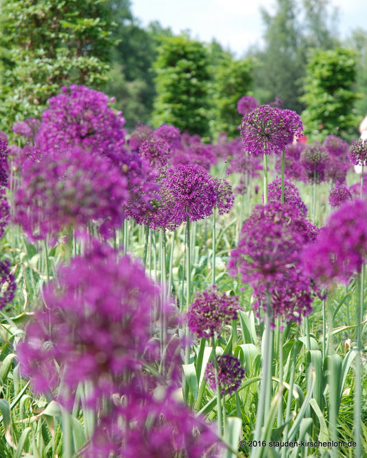 Allium aflatunense 'Purple Sensation'
