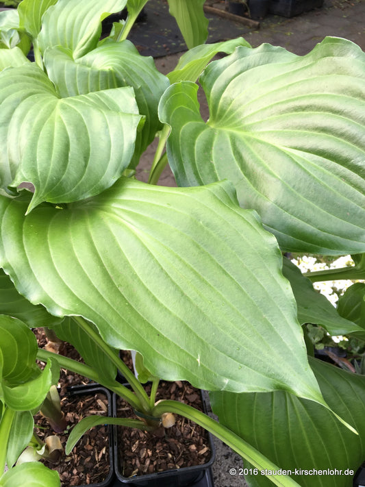 Hosta 'Irish Luck'