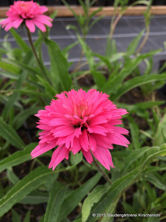 Echinacea 'Mini Belle' ®
