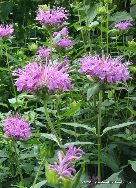 Monarda fistulosa var. menthifolia 'Pummel'