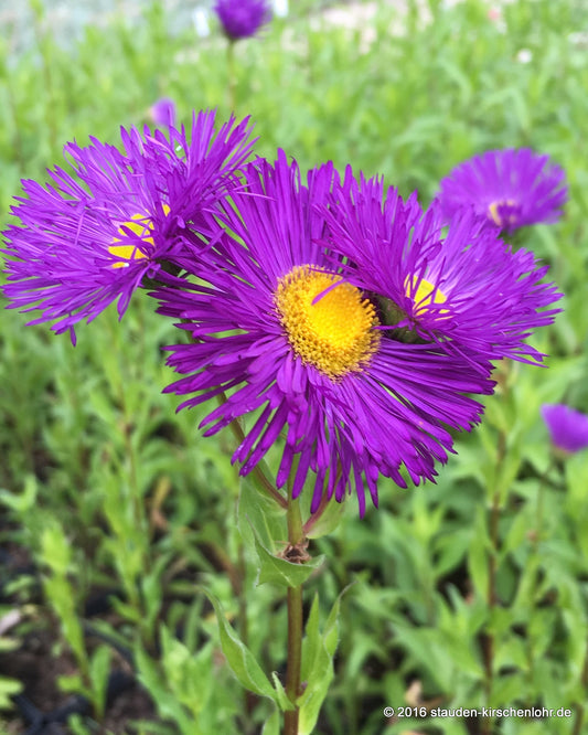 Erigeron 'Sommerabend'