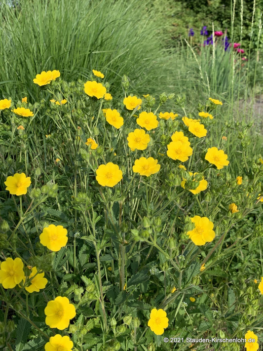 Potentilla recta var. recta