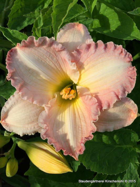 Hemerocallis 'Frosted Vintage Ruffles'