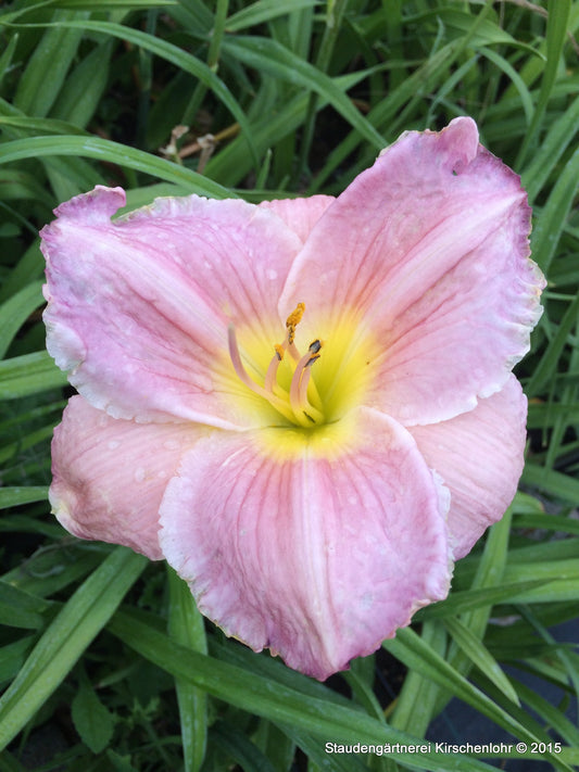 Hemerocallis 'Big Blue'