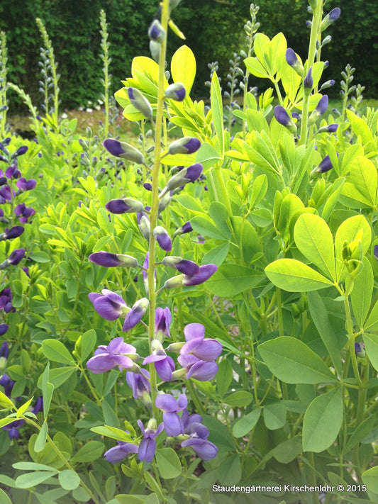 Baptisia australis