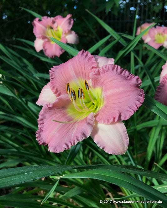 Hemerocallis 'Eleonore'