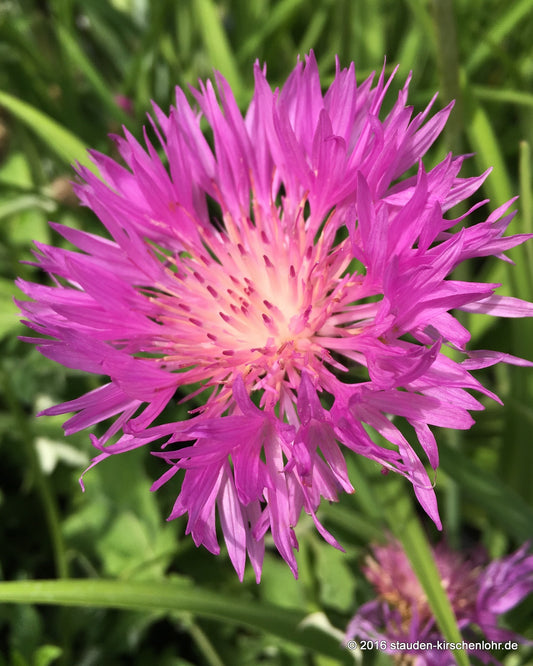 Centaurea hypoleuca 'John Coutts'