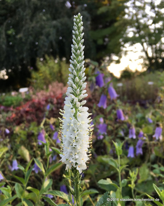 Veronica longifolia 'Melanie White' ®