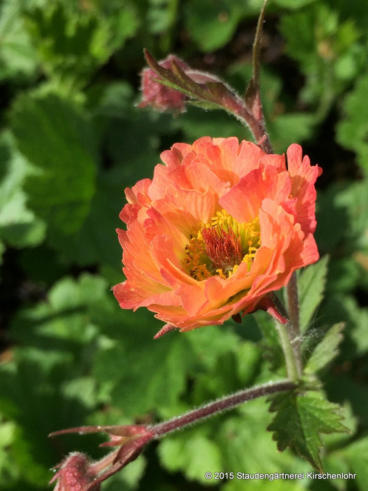 Geum 'Mango Lassi'