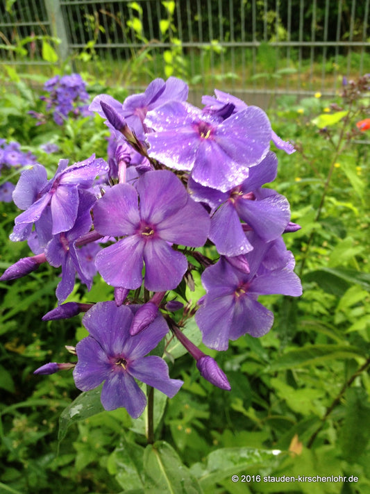 Phlox paniculata 'Blauer Morgen'