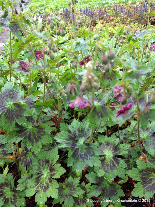 Geranium phaeum 'Samobor'