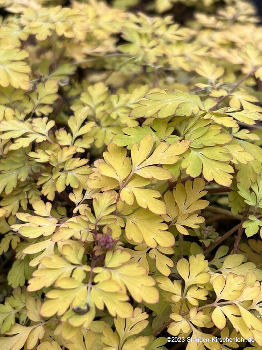 Corydalis shimienensis 'Berry Exciting' ®