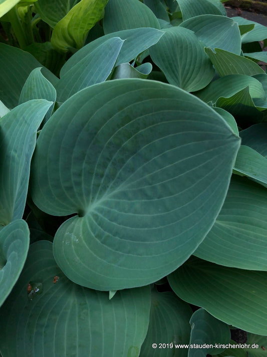 Hosta 'Blaue Venus'