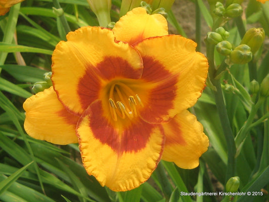 Hemerocallis 'Fooled Me'