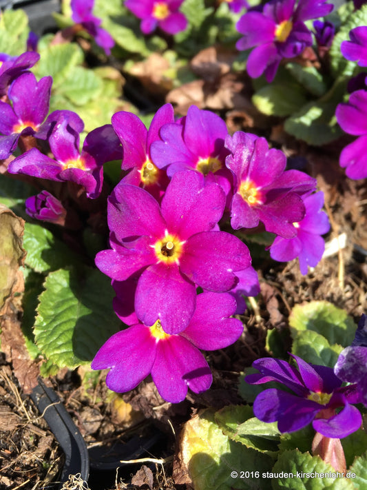 Primula (Pruhonicensis-Group) 'Wanda'