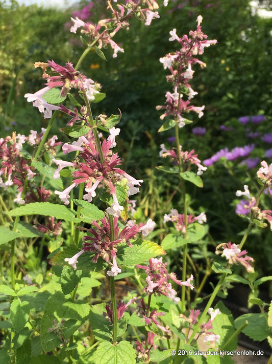 Nepeta grandiflora 'Florina'