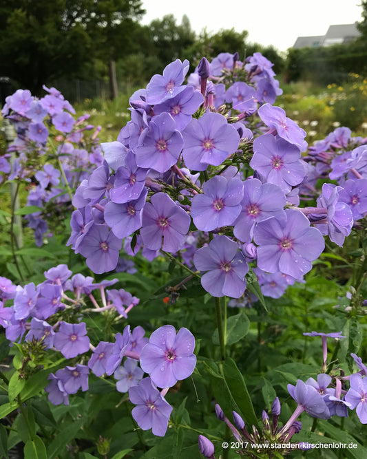 Phlox paniculata 'Sweet Summer Ocean' ®