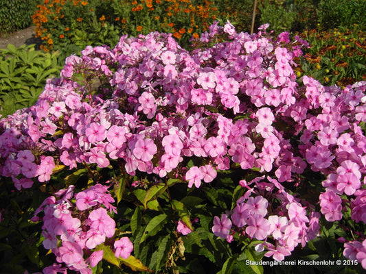 Phlox paniculata 'Minnehaha'