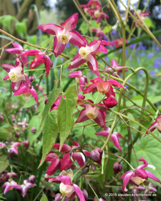 Epimedium x rubrum