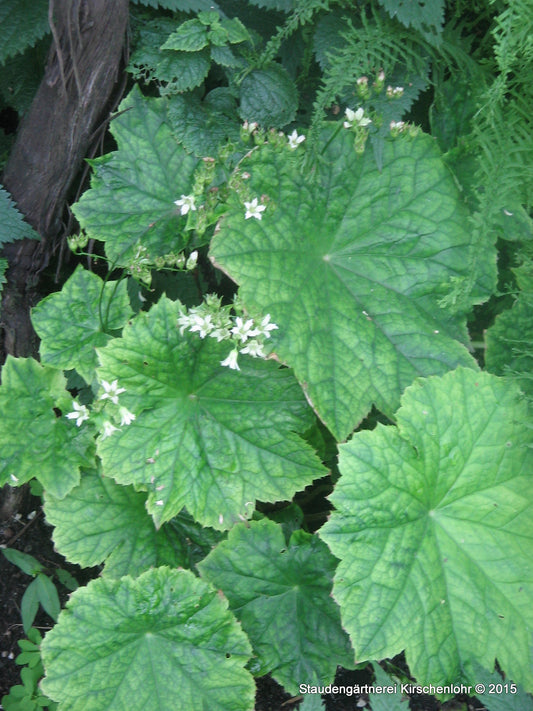 Peltoboykinia tellimoides