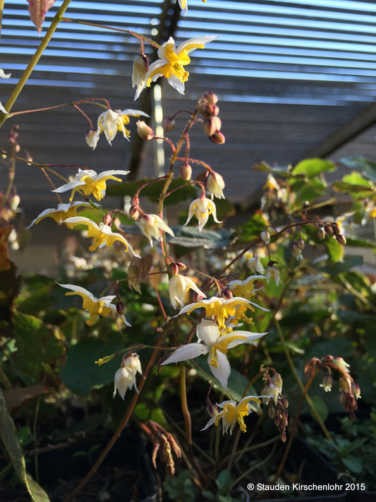 Epimedium 'Mandarin Star'